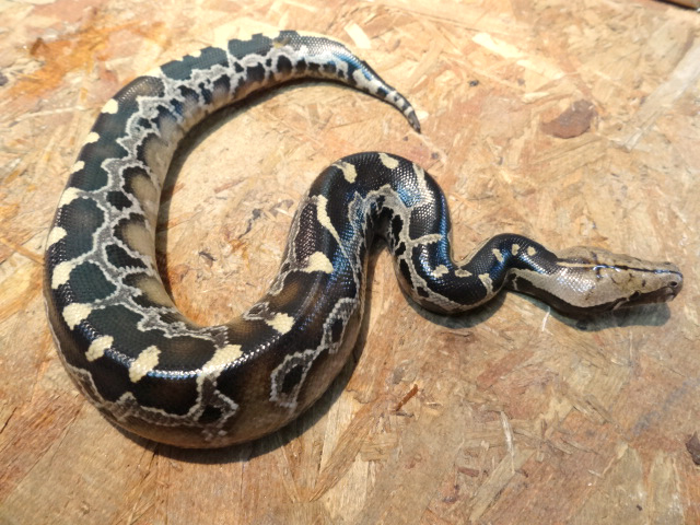 ボルネオブラッドパイソン(9)