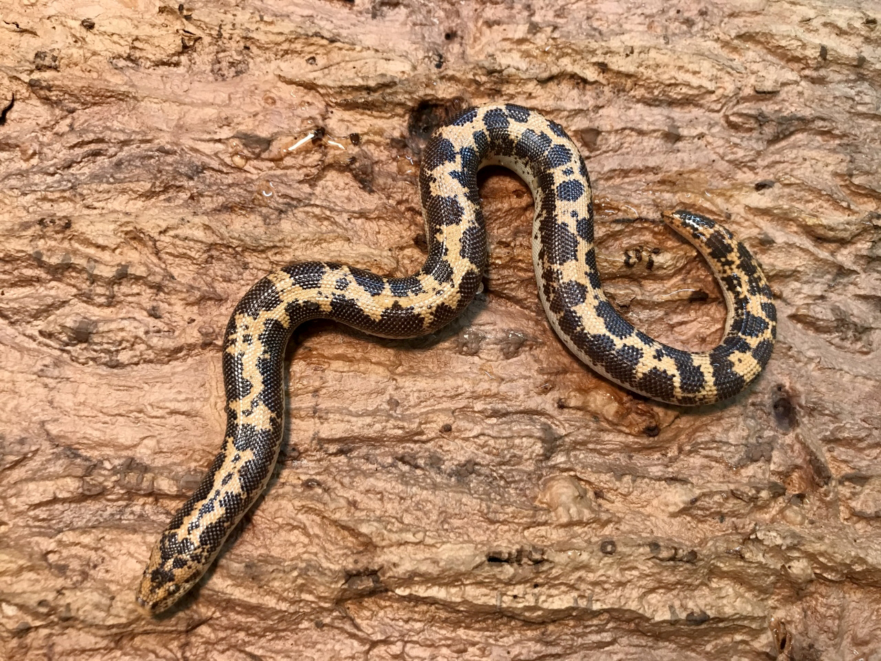 ケニアサンドボア(9)