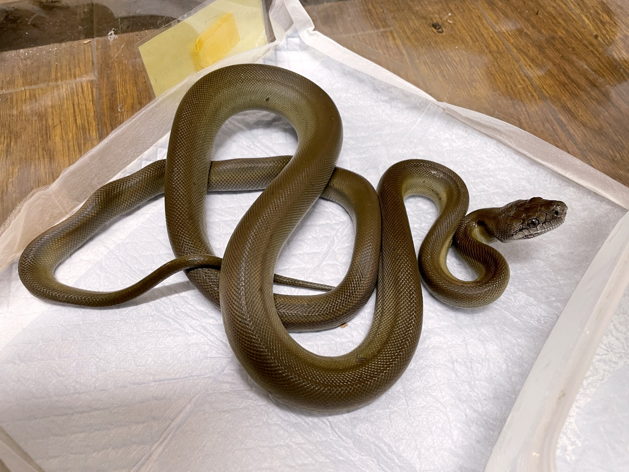 パプアンパイソン(4)