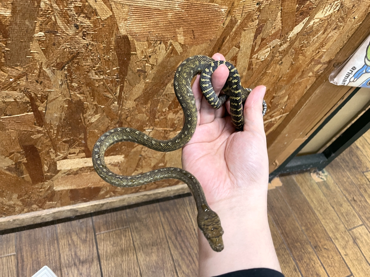 マルクパイソン(9)