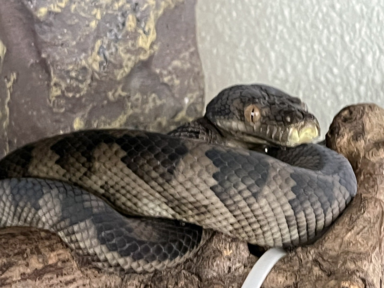 ハルマヘラパイソン(12)