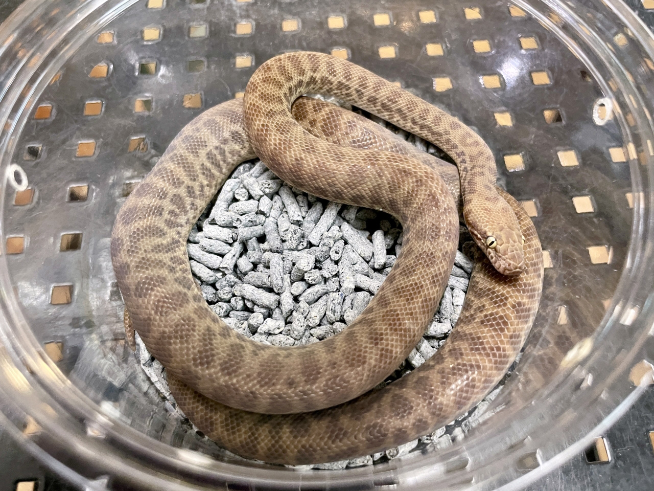 チルドレンパイソン(1)