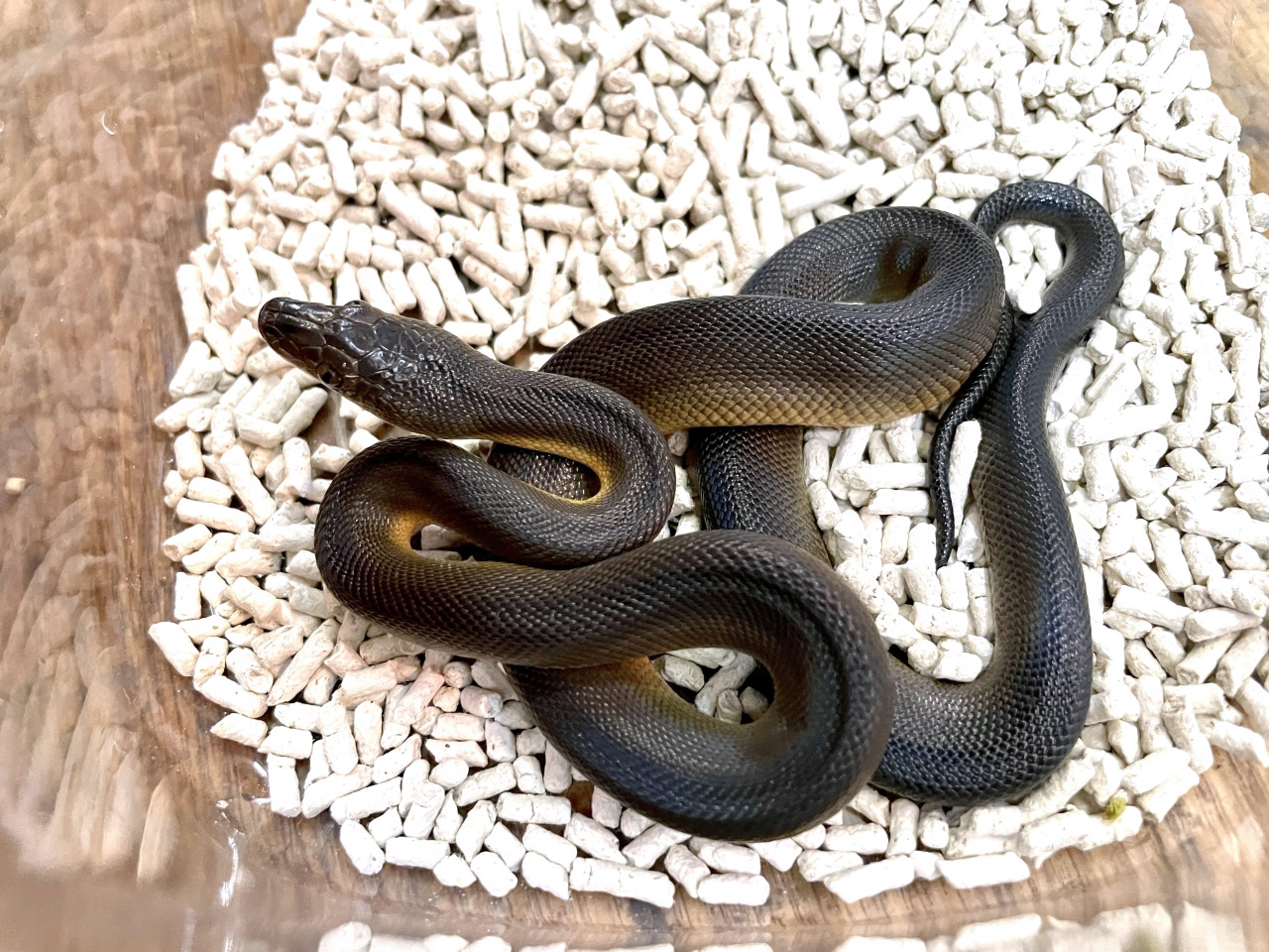 ウォーターパイソン(10)