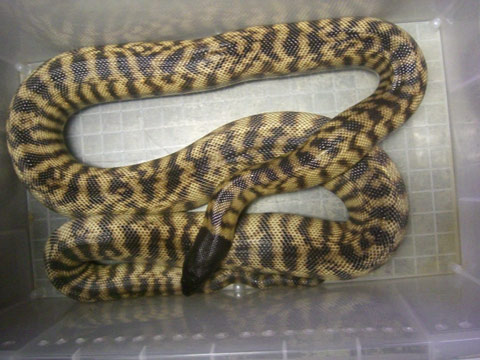 ブラックヘッドパイソン(1)
