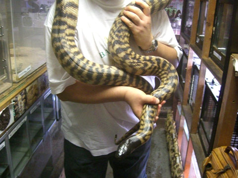 ブラックヘッドパイソン(4)