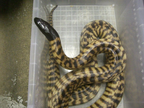 ブラックヘッドパイソン(2)