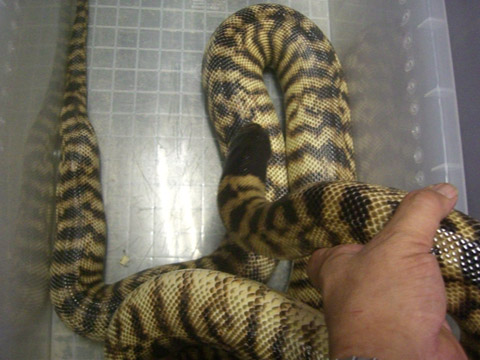 ブラックヘッドパイソン(3)