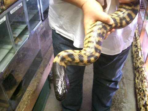 ブラックヘッドパイソン(5)