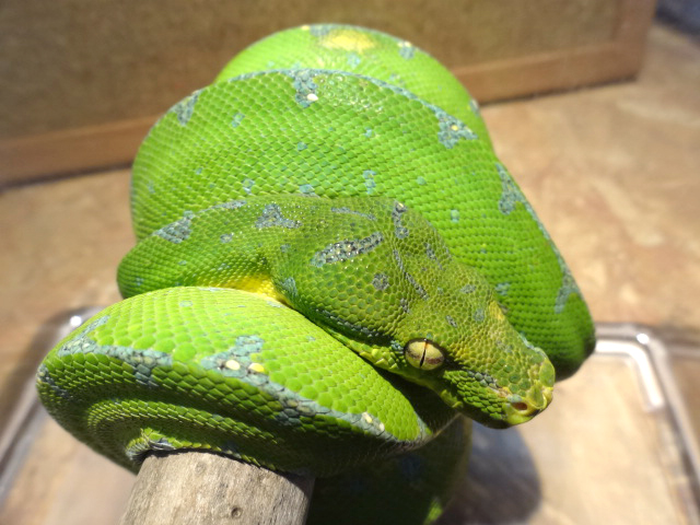 グリーンパイソン(10)