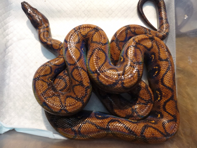 ブラジルレインボーボア(1)