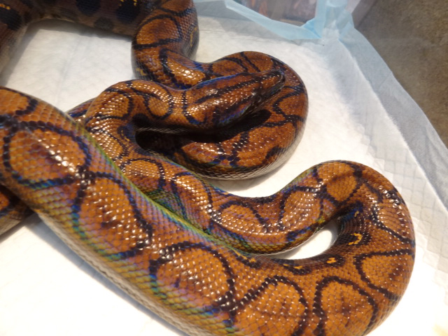 ブラジルレインボーボア(2)