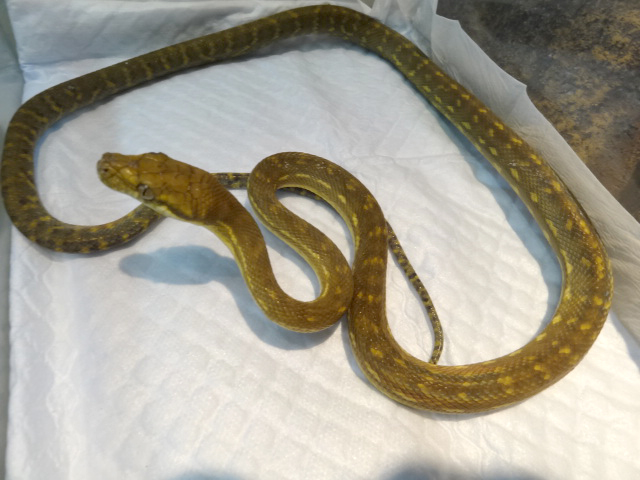 タニンバーパイソン ボアパイソン図鑑