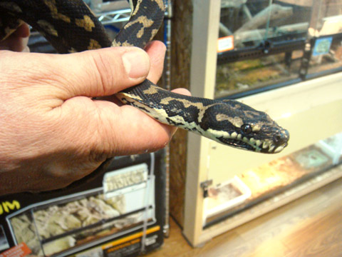 コースタルカーペットパイソン(10)