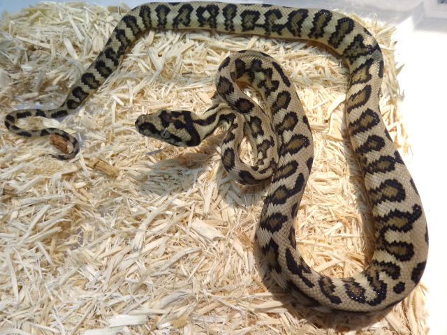 ダイヤモンドジャングルジャガーカーペットパイソン(5)
