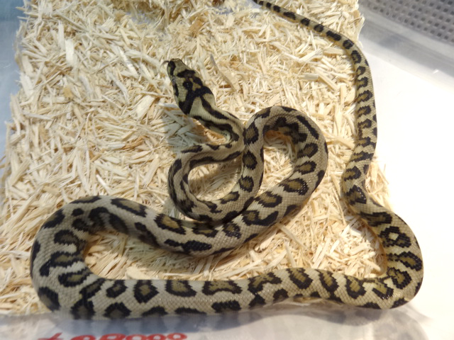 ダイヤモンドジャングルジャガーカーペットパイソン(6)