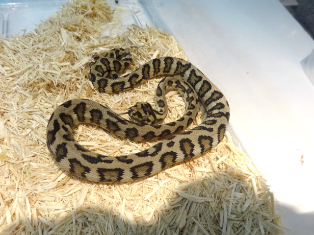 ダイヤモンドジャングルジャガーカーペットパイソン(7)