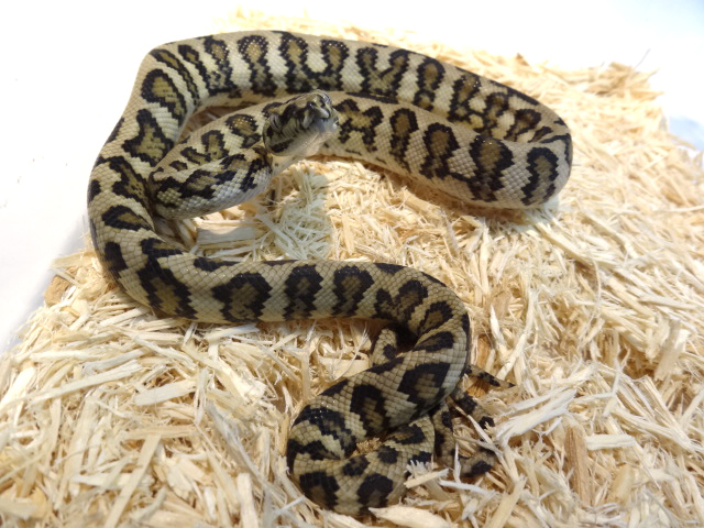 ダイヤモンドジャングルジャガーカーペットパイソン(8)