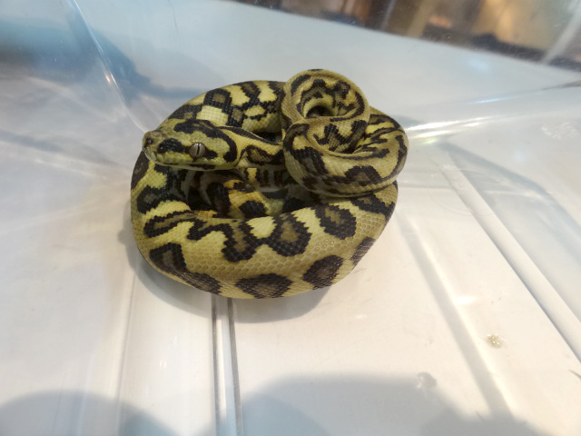 ダイヤモンドジャングルジャガーカーペットパイソン(2)