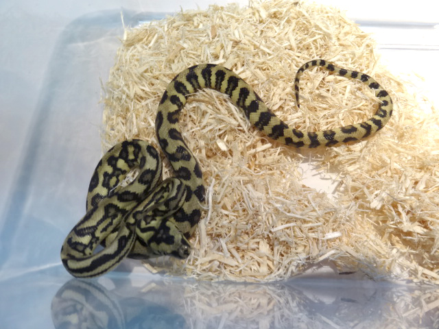 ダイヤモンドジャングルジャガーカーペットパイソン(3)