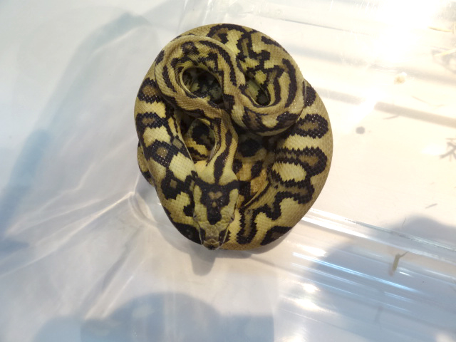 ダイヤモンドジャングルジャガーカーペットパイソン(4)