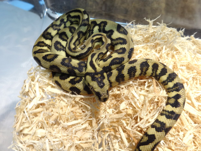 ダイヤモンドジャングルジャガーカーペットパイソン(1)