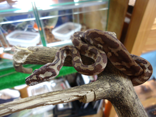 パプアンカーペットパイソン(10)