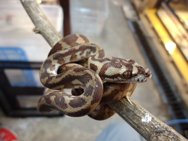 パプアンカーペットパイソン(9)
