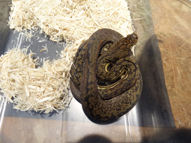 チモールパイソン(7)