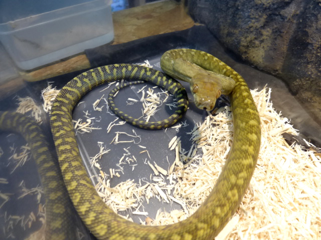 タニンバーパイソン(9)