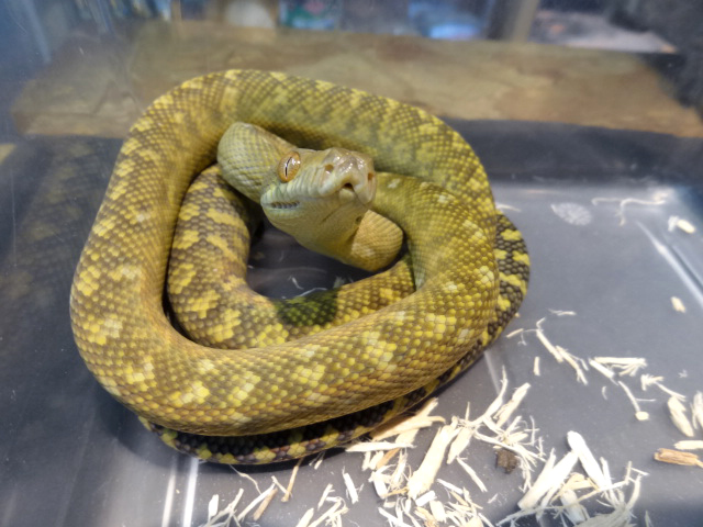 タニンバーパイソン(10)