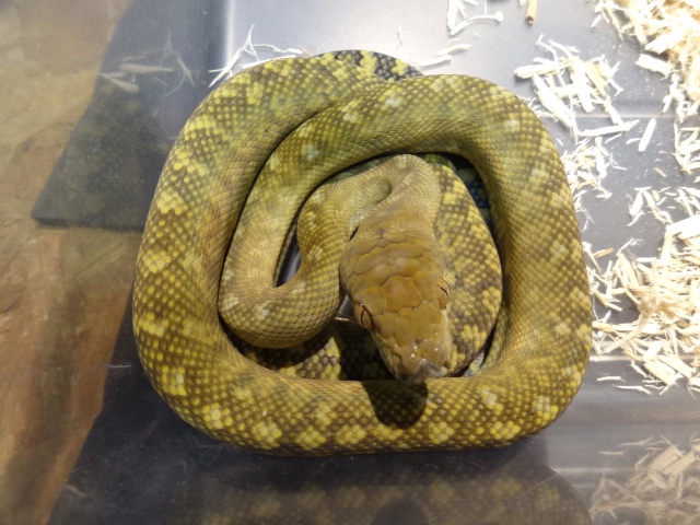 タニンバーパイソン(11)