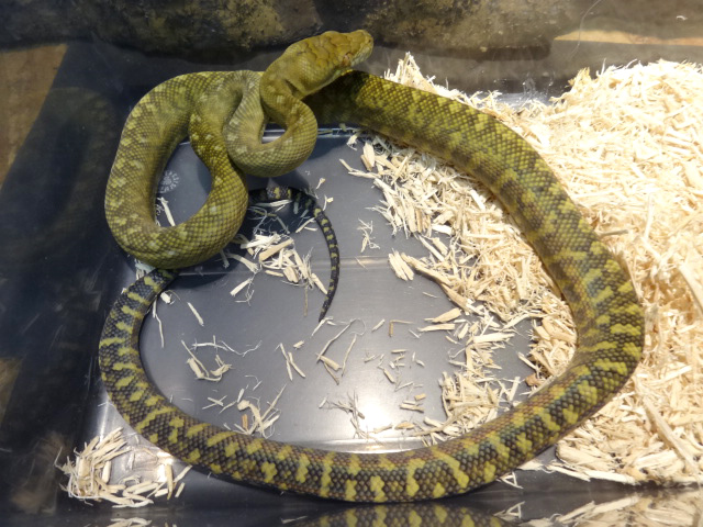 バー パイソン タニン