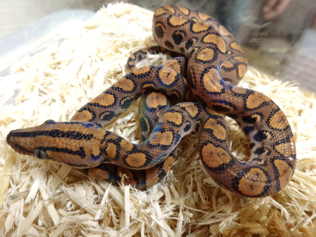 ブラジルレインボーボア(9)