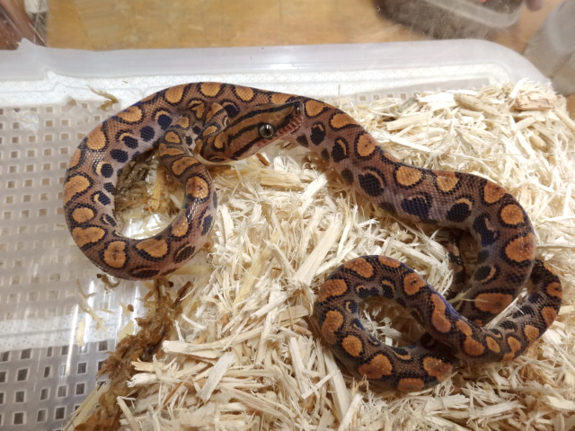 ブラジルレインボーボア(10)