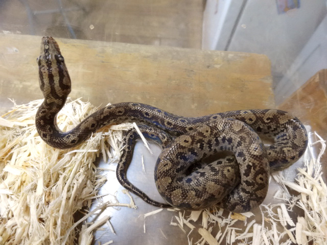 コロンビアレインボーボア(8)