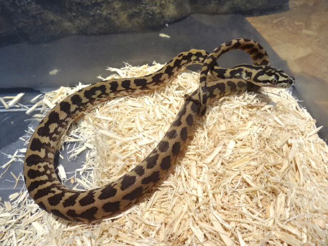 パプアンカーペットパイソン(3)