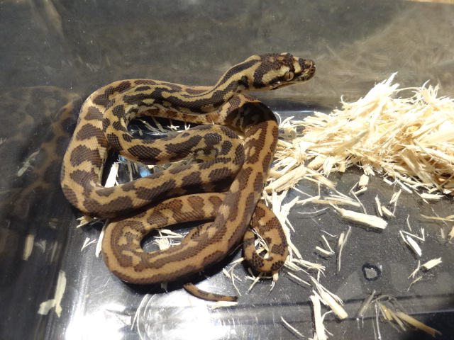 パプアンカーペットパイソン