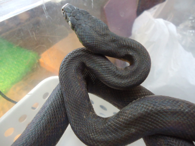 サヴパイソン(3)