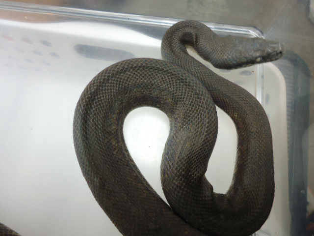 サヴパイソン(4)