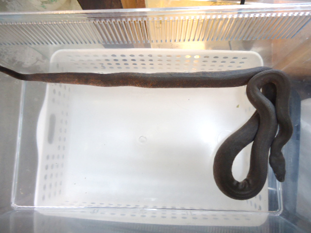 サヴパイソン(5)