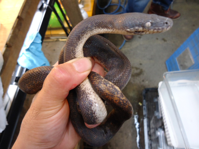サヴパイソン(6)