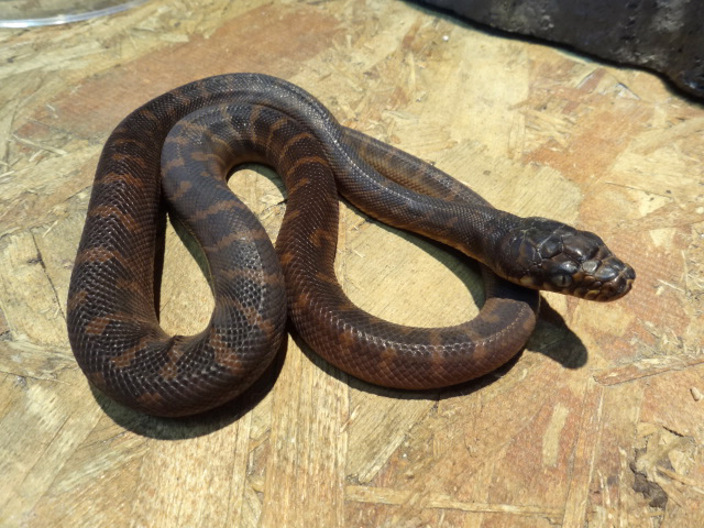 ベーレンパイソン(7)