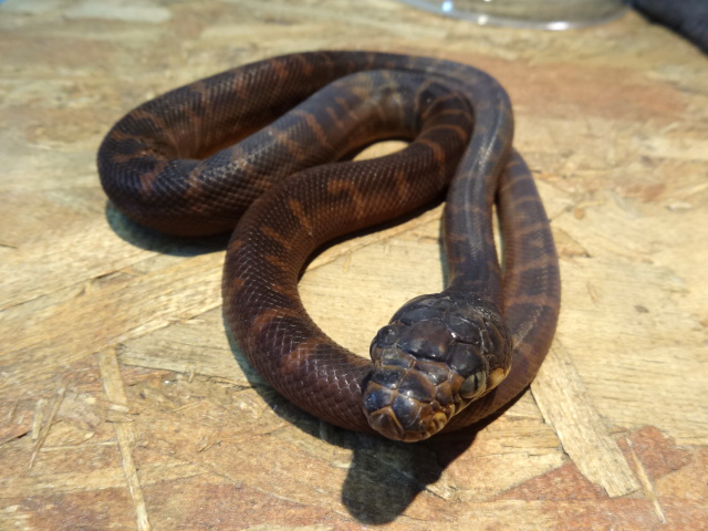 ベーレンパイソン(8)