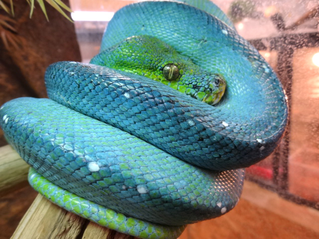 グリーンパイソン(7)