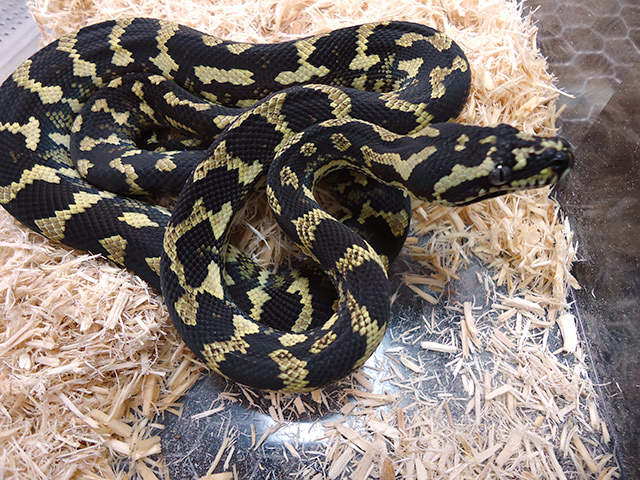 ジャングルカーペットパイソン(9)