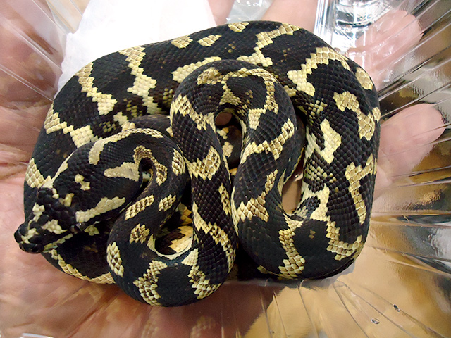 ジャングルカーペットパイソン(10)