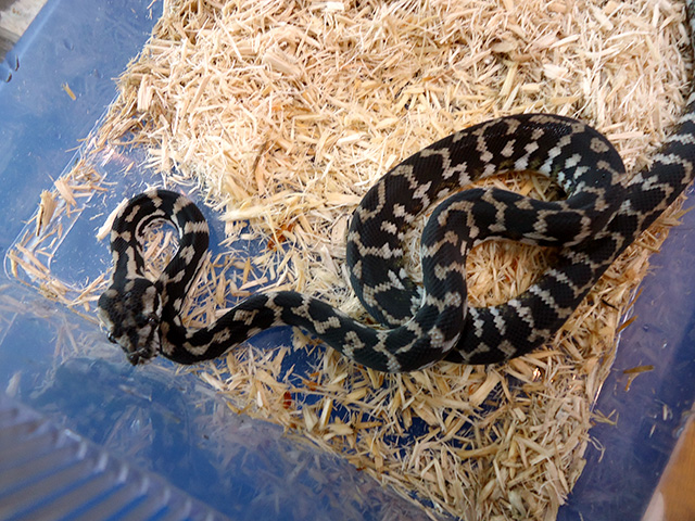 コースタルカーペットパイソン(11)