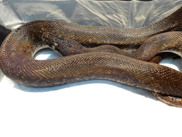 サヴパイソン(1)