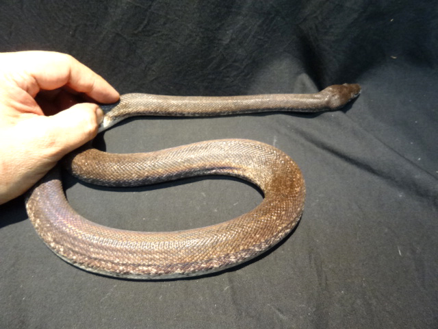 サヴパイソン(2)