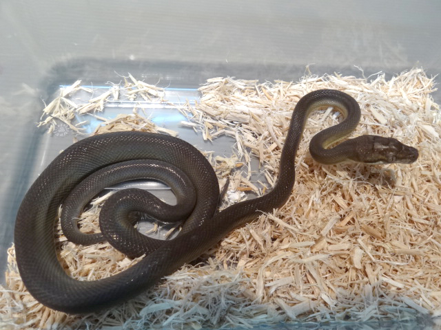 タニンバーパイソン(7)